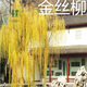 姜南柳樹(shù)苗 垂柳苗 竹柳樹(shù)苗 黃金柳樹(shù)苗 金絲垂柳秒 垂柳小苗 黃金柳苗 1.2到1.5米高苗