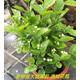 丁香花 盆栽 狗牙丁香花苗 丁香花樹苗 室內(nèi)種植 庭院種植都可以 老根茉莉花香濃郁 不含盆