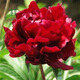 芍藥花苗 芍藥種根 芍藥花 盆栽芍藥苗  當(dāng)年開花 紅魔女 不含盆