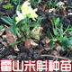 鐵皮石斛苗 三年生鐵皮石斛盆栽鮮條種苗楓斗苗 霍山米斛苗種苗 霍山米斛苗(8-12根) 裸根不帶土