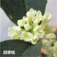 亞招 桂花苗 嫁接桂花樹苗 桂花盆栽 地栽苗 四季桂 3年苗