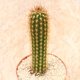 孫凱（SUNKAI）仙人柱仙人掌科仙人球多肉植物盆栽開(kāi)花辦公室實(shí)生 青衣柱 18cm左右 裸根不帶土
