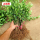 上客來(lái)小葉黃楊皺皮瓜子黃楊樹(shù)苗盆景苗大葉黃楊庭院綠化苗四季常青樹(shù)苗 冬青 50-60厘米高10棵