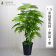 仿真綠植客廳室內裝飾大型假植物盆栽發(fā)財樹(shù)落地幸福樹(shù)防真花盆景 1.5米福星高照贈盆+草