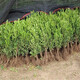 獨桿黃楊苗 小葉黃楊樹(shù)苗 盆栽瓜子黃楊苗 高桿黃楊盆景素材苗 黃楊小苗一棵