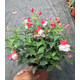 倒掛金鐘盆栽苗室內(nèi)綠植燈籠花盆栽苗吊金鐘寶蓮燈吊鐘花 紅葉 白色花 不含盆