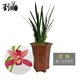 劉閣蘭花 精品建蘭花苗 紅劍 四季蘭直立葉夏帶濃香花苞出售好養綠植花卉 4苗連體裸根