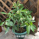 丁香花 盆栽 狗牙丁香花苗 丁香花樹(shù)苗 室內(nèi)種植 庭院種植都可以 大盆4-5顆苗 不含盆