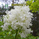 姜南丁香花苗 庭院盆栽 可開花植物 丁香花樹苗 濃香花卉 香飄十里 白馬丁香 丁香80到1米高苗
