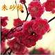 姜南梅花苗 嫁接梅花樹(shù)苗庭院地栽盆栽地栽 獨桿大苗 1號朱砂梅當年開(kāi)花 1年小苗