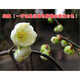 姜南梅花苗 嫁接梅花樹(shù)苗庭院地栽盆栽地栽 獨桿大苗 11號綠梅當年開(kāi)花 1年小苗