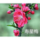 姜南梅花苗 嫁接梅花樹(shù)苗庭院地栽盆栽地栽 獨桿大苗 8號壽星梅當年開(kāi)花 1年小苗