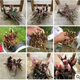 芍藥花苗 芍藥種根 芍藥花 盆栽芍藥苗  當(dāng)年開花 孔雀飛 不含盆