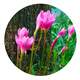 風(fēng)雨蘭韭蘭花韭菜蓮蔥蘭花苗石蒜花球根鮮花卉pk進(jìn)口綠植盆栽種球 巨無(wú)霸13顆 送兩顆