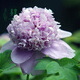 芍藥花苗 芍藥種根 芍藥花 盆栽芍藥苗  當(dāng)年開花 紫藍(lán)魁 不含盆