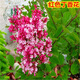 姜南丁香花苗 庭院盆栽 可開花植物 丁香花樹苗 濃香花卉 香飄十里 紅色丁香 2公分粗