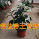 御春閣 龍吐珠 花苗四季花苗白花紅芯陽(yáng)臺庭院花卉麒麟盆栽爬藤燈籠紅花