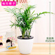 嘆為觀(guān)止桌面植物盆栽花卉辦公室盆景綠植觀(guān)賞小盆景 袖珍椰子