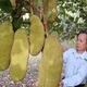 果樹苗 南方北方種植 四季菠蘿蜜樹苗 馬來西亞1號 當年結果-網(wǎng) 3年苗以上好成活