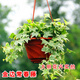曼杉園（manshanyuan）常春藤垂吊植物盆栽花卉金邊裝修房室內(nèi)陽臺綠植四季常青多年生 金邊常春藤一盆10顆左右 不含盆