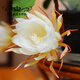 金枝景曇花苗室內(nèi)陽(yáng)臺(tái)庭院植物綠色盆栽盆景花卉曇花一現(xiàn)適合新手養(yǎng)殖 月光杯3年苗【當(dāng)年開(kāi)花20-30厘米高 不含盆