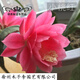 金枝景曇花苗室內陽(yáng)臺庭院植物綠色盆栽盆景花卉曇花一現適合新手養殖 小桃紅3年苗【當年開(kāi)花20-30厘米高 不含盆