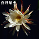 金枝景曇花苗室內(nèi)陽(yáng)臺(tái)庭院植物綠色盆栽盆景花卉曇花一現(xiàn)適合新手養(yǎng)殖 白日3年苗【當(dāng)年開(kāi)花20-30厘米高】 不含盆