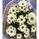 孫凱（SUNKAI）菊花盆栽荷蘭菊花卉綠植小雛菊千頭菊瑪格麗特菊藍目菊 6 小雛菊 不含盆