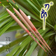 刀郎 A10蘆葦浮漂長身底釣輕口鯽魚漂高靈敏黑坑野釣羅非漂二目加粗 A10 2號(hào)標(biāo)1支鉛2.1g兩目加粗