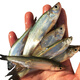 品鮮肴 淡水魚(yú) 小白條小刁子魚(yú)餐條魚(yú) 野外捕獲鮮活魚(yú)現殺 淡水海鮮水產(chǎn) （凈膛）500g/ 1斤稱(chēng)約30-50條