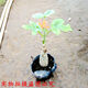 孫凱（SUNKAI）佛肚海棠盆栽大肚塊根植物佛肚樹(shù) 粗4-5厘米 不含盆