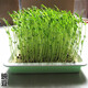 花友秀 小麥種子麥苗榨汁芽苗菜種子無(wú)土水培栽培紙上種菜陽(yáng)臺 青豌豆250克