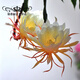 金枝景曇花苗室內(nèi)陽(yáng)臺(tái)庭院植物綠色盆栽盆景花卉曇花一現(xiàn)適合新手養(yǎng)殖 金燦3年苗【當(dāng)年開(kāi)花20-30厘米高】 不含盆