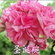 愛(ài)悅重瓣天竺葵花苗 陽(yáng)臺客廳室內外花卉盆栽洋繡球四季開(kāi)花不掉葉 圣誕碗2顆 不含盆