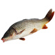 品鮮肴 淡水魚(yú)生態(tài)大小鯉魚(yú) 漁民野外捕獲鮮活魚(yú)現殺整條鯉魚(yú) 海鮮水產(chǎn) 凈膛后400g/條【1斤現殺】