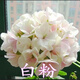 愛(ài)悅重瓣天竺葵花苗 陽(yáng)臺客廳室內外花卉盆栽洋繡球四季開(kāi)花不掉葉 白色2顆 不含盆