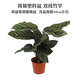 曼杉園（manshanyuan） 竹芋 觀葉植物 貓眼竹芋喜陰植物盆栽室內(nèi)客廳盆栽青蘋果 簡盆 雙線竹芋 含育苗盆
