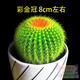 24款迷你仙人球仙人掌盆栽辦公室綠植 彩金冠/株 約8cm 不含盆