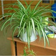 仟草集吊蘭綠植盆栽室內(nèi)盆栽花卉綠植物花卉盆栽土培水培吊蘭 不含盆 金心吊蘭整盆苗3-5棵