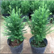 正宗南方紅豆杉盆景樹苗盆栽辦公室內(nèi)外綠植花卉大型庭院健康樹 紅豆杉20厘米高 不含盆
