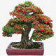御卉閣火棘沙棘盆景盆栽樹(shù)樁老樁綠植觀(guān)花觀(guān)果植物陽(yáng)臺客廳庭院當年掛果 10年苗(碩果累累 主干粗) 不含盆