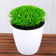 四季翠云草盆栽室內觀(guān)葉植物花卉小盆栽綠植 室內含盆綠植花卉 【綠地球】帶原盆 含盆