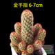 24款迷你仙人球仙人掌盆栽辦公室綠植 金手指/株 6-7cm 不含盆