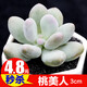 迎虞花苑 新手單品多肉植物 桃美人 單株 帶塑料盆