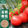 潍育红珍珠盆栽番茄种子70粒