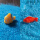 2cm小丑鱼+大红鱼