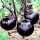 紫黑圆茄子种子 300粒