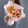 19朵戴安娜向日葵花束