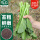 潍育齐松绿菜苔种子10g