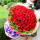 幸福久久-99朵红玫瑰花束